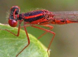 Scarlet Bluet